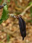 Image result for Aristolochia albida