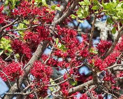 Image result for Schotia brachypetala