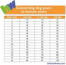 Pin By Katrina Hodgeson On Pets Miniature Schnauzer Schnauzers Funny Dog Ages