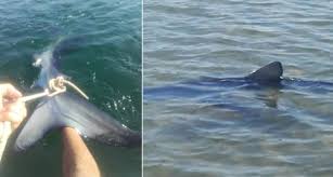 Studying #basking sharks in the mediterranean sea since 2006. Via Via Fate Uscire I Bambini Italia Lo Squalo E A Riva Le Immagini Dei Bagnanti Tanta Tantissima Paura Dove E Successo Attualita