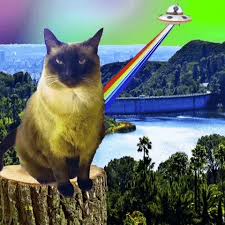 Https Encrypted Tbn0 Gstatic Com Images Q Tbn And9gcrl Brgapgza3maieheh9wa4y 3vh1zyq W Usqp Cau