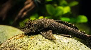 Select from distinct fish pleco at alibaba.com to enhance the aesthetic appearance of your interior decor. Bristlenose Pleco Care Guide Aquarium Set Up For Aquarists