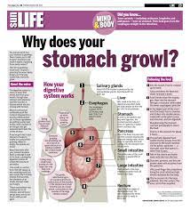 Find out why your stomach growls and potentially how to avoid it from bothering you again in the future. You Just Ate Lunch But Your Stomach Is Growling Does It Mean You Re Still Hungry Should You Eat Human Body Projects Stomach Toning Workouts Stomach Growling