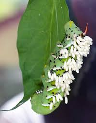 Tomato hornworms survive winters as pupae and tomato hornworm caterpillars start feeding on the leaves on the upper parts of the plants. Green Caterpillars Eating Tomato Plants Tobacco And Tomato Hornworms