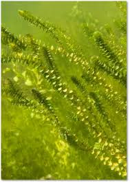 Image result for Elodea