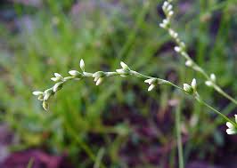 Image result for Persicaria barbata