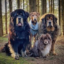 tibetan mastiff the most expensive dogs in the world i chinese bear dog cute cats lovely dogs expensive dogs most expensive dog tibetan dog breeds