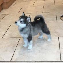 The search tool above returns a list of breeders located nearest to the zip or postal code you enter. Vancouver Alaskan Malamute Dogs Puppies For Sale Classifieds At Eclassifieds 4u