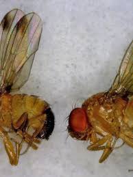 I am always battling flies in your apartment garden aquaponics aquarium basil bee blossom broccoli carrots child garden children. 3 Tiny Bugs You May Have Flying Around Inside Your House Right Now Wgme