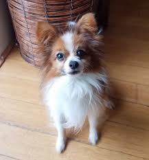 Select category papillon breeders (98) papillon organizations (0) papillon rescue groups (0). Papillons For Adoption Near You Rehome Adopt A Papillon Dog Or Puppy