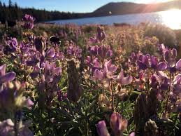 Do bees have a favorite flower. Bumble Bees Favorite Flowers Identified To Aid Bee Restoration