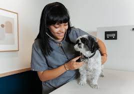 Many dogs with cancer will face a slow decline and at some point a proactive decision may have to be made. What To Do When Your Pet Has Cancer Bond Vet