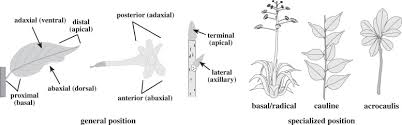 Image result for Corchorus saxatilis