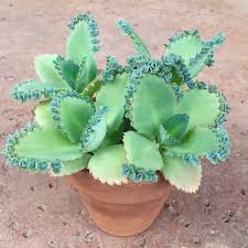 Mother Of Thousands Kalanchoe In 2020 Mother Of Thousands Plant Easy Plants To Grow Planting Succulents