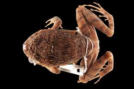 Image result for Strabomantis cerastes