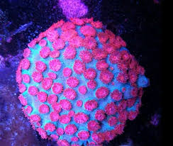 Meteor Shower Cyphastrea Coral Coral Reef Coral Reef Aquarium