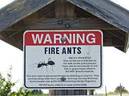 Image result for Fire Ant Sting