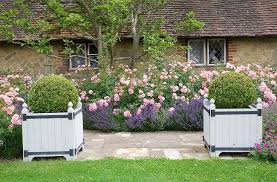 Ideal For Planting Alongside An Informal Path Lavender Forms A Magnificent Hedge With Its Attractive In 2020 Rose Garden Design Lavender Hidcote Lavender Roses Garden
