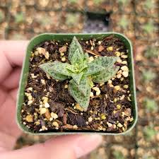 Image result for Crassula alsinoides