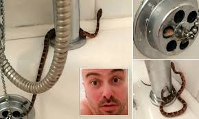 Snake found in shower in Tyne and Wear
