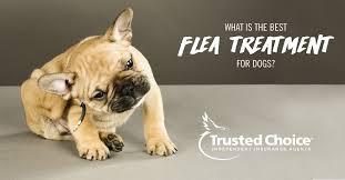 Petfirst pet insurance offers wellness coverage options on dog insurance plans and cat insurance plans with the option of and routine wellness coverage rider to cover costs associated with general vet visits and wellness check ups. Best Flea Medicine For Dogs Trusted Choice
