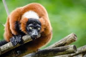 Our experts can guide how to keep exotic pets of. 10 Exotic Pets That Are Legal In Texas Pethelpful