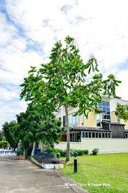 Image result for Cananga