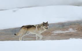 5 / 5 235 мнений. Wyoming Is Waging A War On Wolves Sierra Club