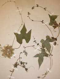 Image result for Sicyos