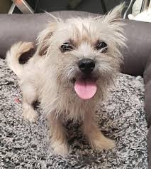 By robert scoble 204978 views. Adopt A Pet Petsmart Charities