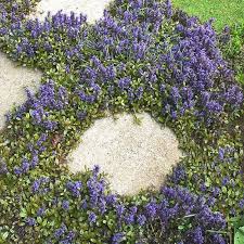 Image result for Ajuga