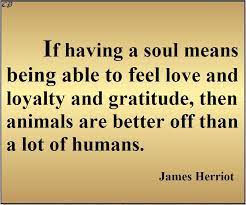 If Having A Soul Means Being Able To Feel Love And Loyalty And Gratitude Then Animals Are Better Off Than A L Soul Meaning Positive Inspiration Feeling Loved