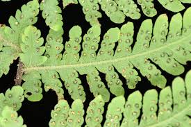 Image result for Metathelypteris vandervekenii