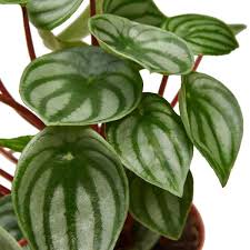 Image result for Peperomia molleri