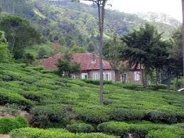 Greenfield bio plantation is an organic tea estate set in the beautiful uva highlands of sri lanka. Pin On Tea Around The World