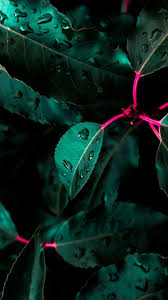 We did not find results for: Hd Leaves Wallpaper Hd Flower Wallpaper Hd Floral Wallpaper Hd Flowers Phone Background 4k Best Of Wallpapers For Andriod And Ios