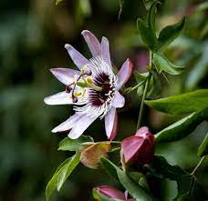 Pin By Mousumi Ghosh On Flowers Passion Flower Flowers Plants