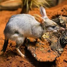 Happy Easter From This Long Eared Aussie And Everyone At Taronga We Re Celebrating All Things Bilby This Easter Although Australian Animals Animals Marsupial
