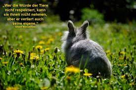 Kaninchen Brauchen Hilfe Was Tun
