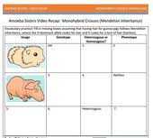 Monohybrids With Punnett Squares Handout Made By The Amoeba Sisters Click To Visit Website Life Science Lessons Biology Classroom Secondary Science Classroom