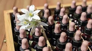 Toutes les fleurs de bach sont classées sur cette page selon les 7 groupes d'émotion déterminés par le docteur bach. Les Fleurs De Bach Des Elixirs Naturels Qui Pretendent Soigner Par Les Emotions