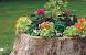 Short Tree Stump Ideas
