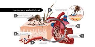 Despite the name, heartworm in cats is actually considered a disease of the lungs more so than the heart. Heartworm Disease Milbeguard From Ceva