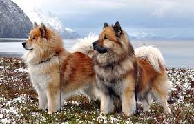 We also took top breeder in 2008. Eurasier Temperament Price Breeders And Puppies For Sale