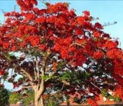 Check spelling or type a new query. Spring Summer Flowering Trees Of Pakistan World Fusion Stories Fusionstories