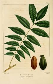 Image result for Carya illinoinensis