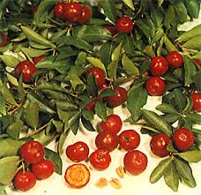 Shop great deals on acerola cherry in trees. Barbados Cherry