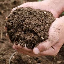 Sedangkan cara untuk mengobati ayam cacingan bisa dengan memberi terlebih dahulu obat cacing yang dapat dibeli di toko hewan peternakan. Cdx1yjyw Xdowm