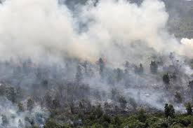 Kita telah mengetahui bersama bahwasannya kebakaran hutan ini merupakan peristiwa yang sangat merugikan. Kebakaran Hutan Indonesia Yuk Pahami Bersama Greenpeace