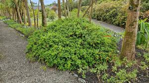 Image result for Rourea coccinea